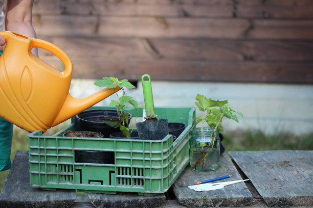 一位妇女给她刚种下的植物浇水图片下载