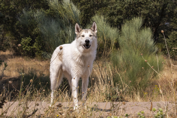 北极狼，犬科狼，又名极地狼或白狼。这只美丽捕食者的特写图片下载
