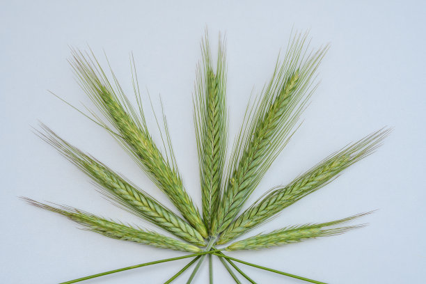 白色背景上新鲜的青稞穗图片下载