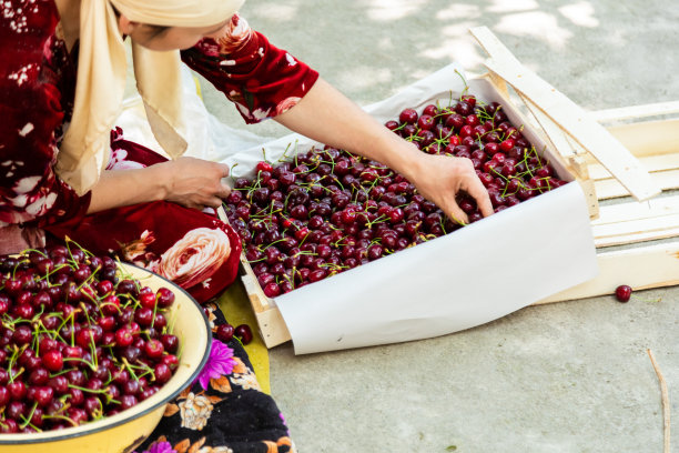 妇女用手将收获的樱桃分拣进木箱的特写图片下载