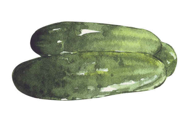 一套白色背景的黄瓜。食物蔬菜插图。图片下载