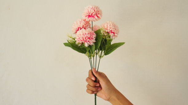 孤立的女人手持并赠送一束白色背景上粉红色的盛开的蒲公英或菊花，用于母亲节，婚礼和情人节，复制空间。图片下载