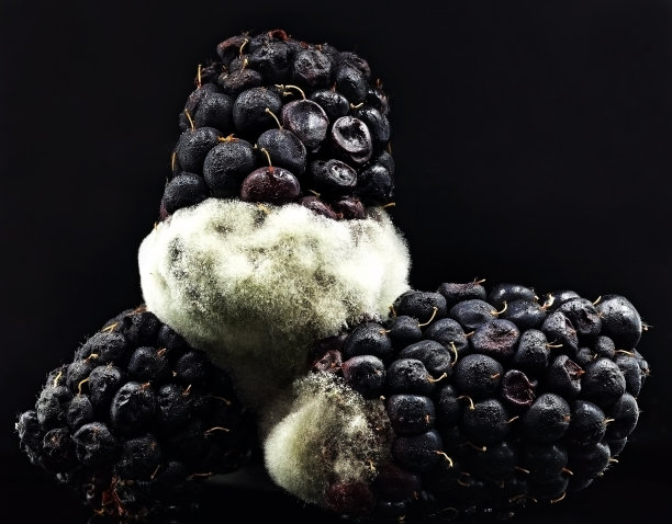 被真菌污染的水果(黑莓)。食物微生物分析。真菌毒素图片下载