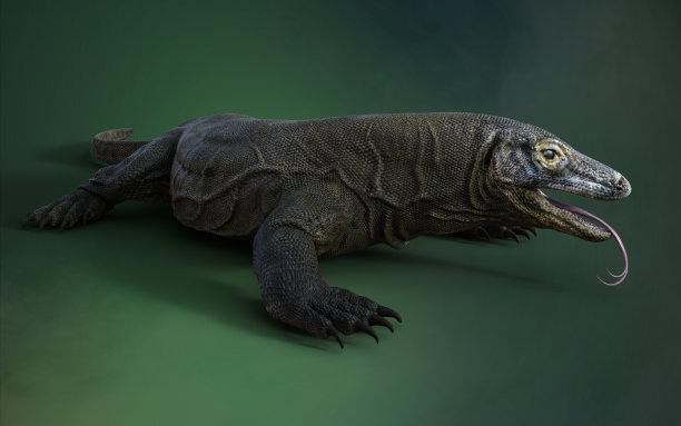 3d插图科莫多龙在绿色工作室的姿势。图片下载