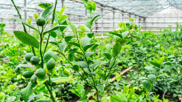 绿色的柠檬果实挂在温室的树枝上。在气候寒冷的国家的温室里种植柠檬。柑橘树苗圃。图片下载