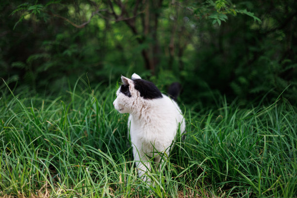 野外的猫图片下载