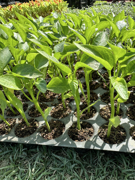 蔬菜幼苗在育苗盘中生长的特写图像，在带有植物细胞隔间的塑料发芽育苗盘中生长的个体辣椒塞植物，草坪叶片的草，高架视图，关注前景，农业概念图片下载