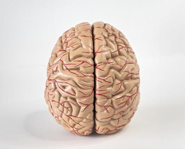 人类的大脑图片下载