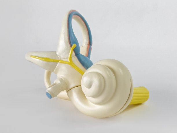 人内耳图片下载