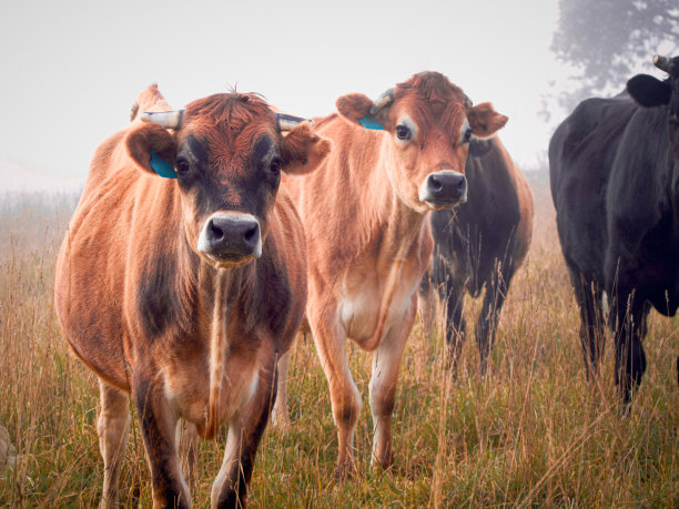 泽西牛-新英格兰高地图片下载