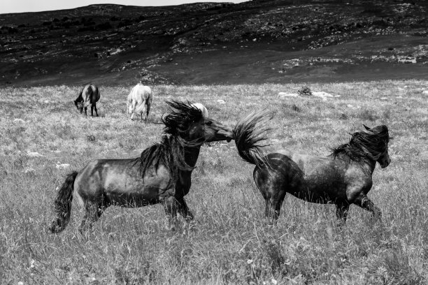 在波斯尼亚和黑塞哥维那的黑与白-克鲁兹高原上，两匹野生种马正在富饶的牧场上搏斗图片下载