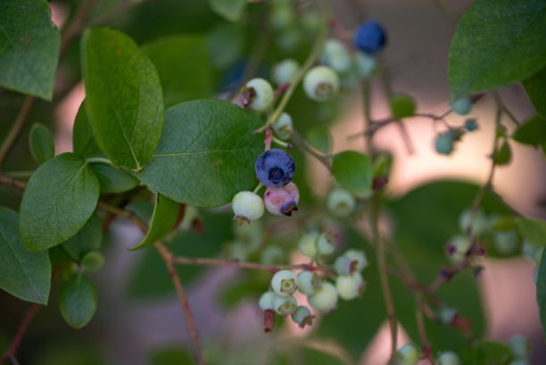 蓝莓长在树枝上的特写镜头。图片下载
