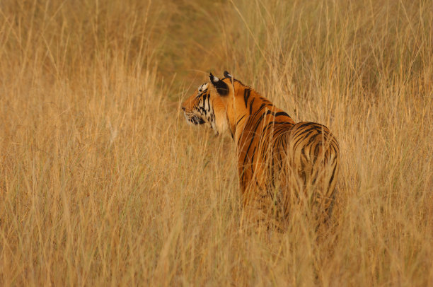 哺乳动物-混合2b图片下载