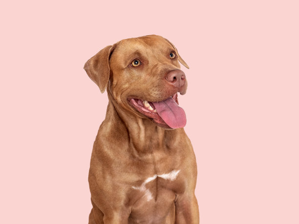 可爱的棕色狗。特写镜头,在室内。工作室的照片图片下载