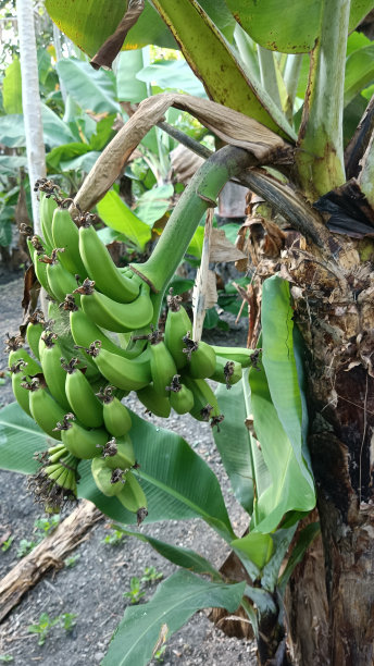 香蕉挂在树上图片下载