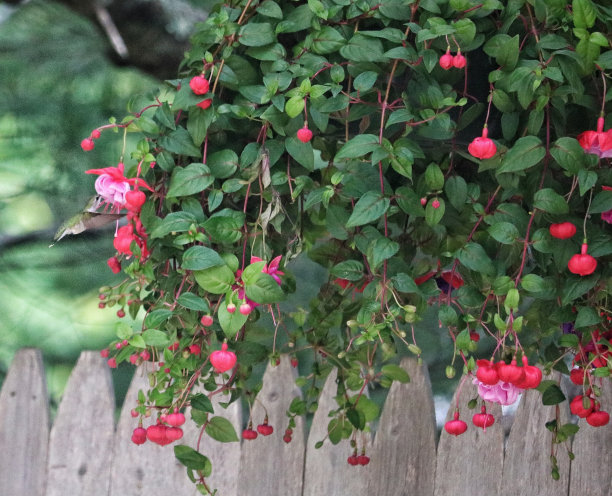 雌性蜂鸟从深紫红色的眼睛里觅食图片下载