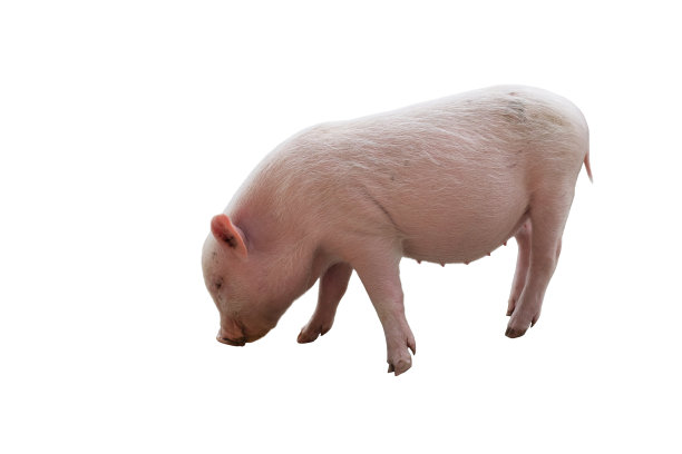 白色背景上的猪图片下载