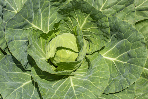 白卷心菜植物特写。前视图。图片下载
