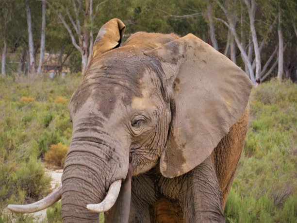 南非的大象图片下载