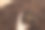 女性的手拿着形状的咖啡豆图片下载