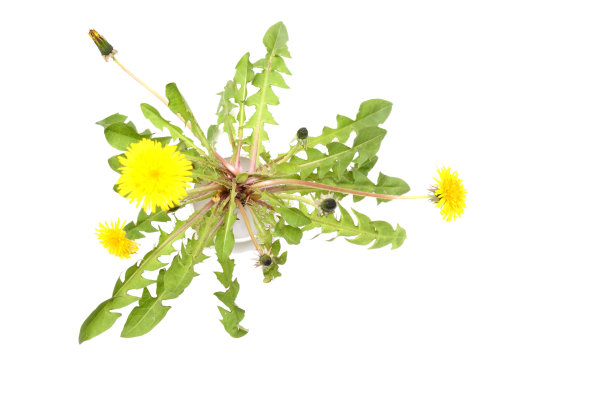 蒲公英的树图片下载