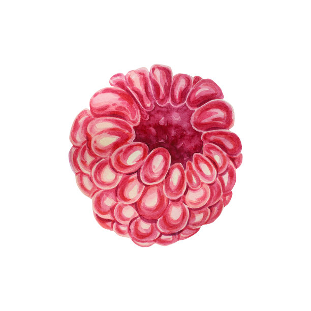 树莓。水彩插图在一个孤立的背景。多汁，成熟的浆果。美味又健康的食物。图片下载