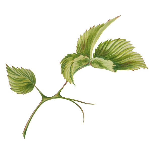 覆盆子分支。水彩插图在一个孤立的背景。花园的浆果。工件。图片下载