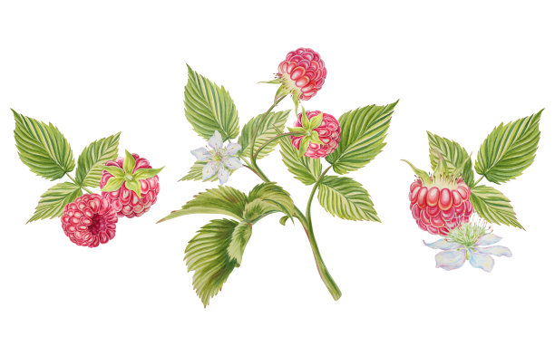 树莓。有叶子和花序的树枝上的浆果。水彩插图在一个孤立的背景。手绘。图片下载