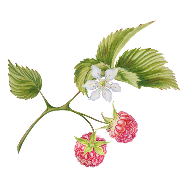 覆盆子分支。水彩插图在一个孤立的背景。成熟多汁的浆果。工件。明信片的设计。图片下载
