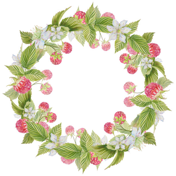 树莓花环。浆果，树叶，花序。水彩插图在一个孤立的背景。架,明信片。图片下载