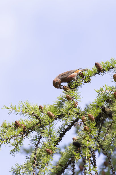 春天，一只红叉嘴鸟的照片图片下载