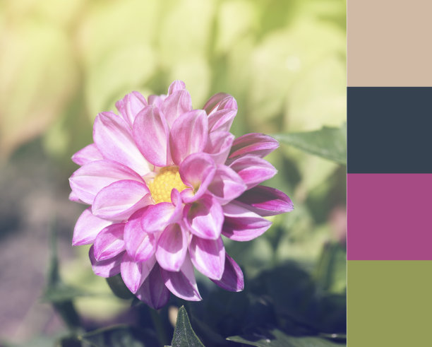 调色板配色，杂志拼贴风格，意境意境板概念。有选择性的重点。粉红色的花在绿色模糊的背景图片下载