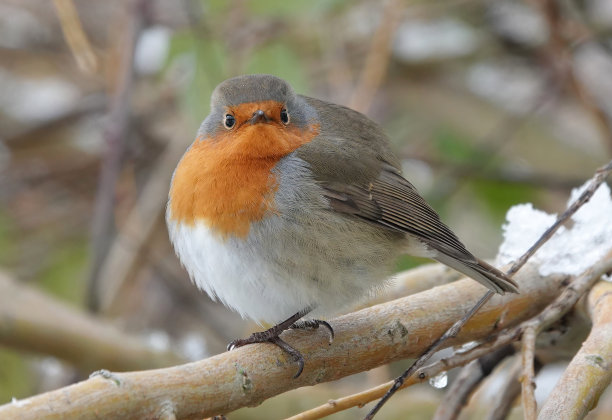 一只圆形的欧洲知更鸟，冬天栖息在一棵树上，看着相机。图片下载
