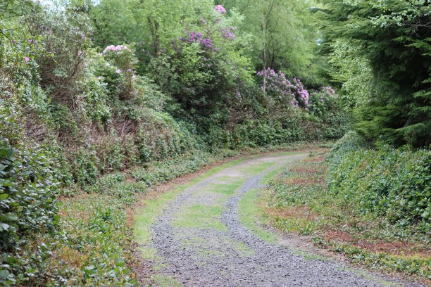 乡村小径被树木和厚厚的树篱环绕，蜿蜒延伸到远处图片下载