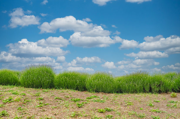 薰衣草丛栽在田野上，映衬着乌云密布的天空图片下载