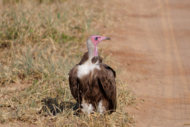 津巴布韦万基国家公园，一只戴头巾的秃鹫(necrosytes monachus)站在小路上的特写照片图片下载
