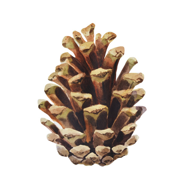 装饰用水彩松果。手绘水彩插图植物，孤立的白色背景图片下载