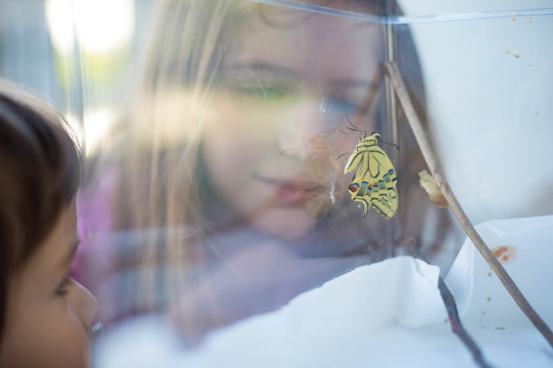 孩子们在水族箱里观看一只刚出生的燕尾蝶。图片下载