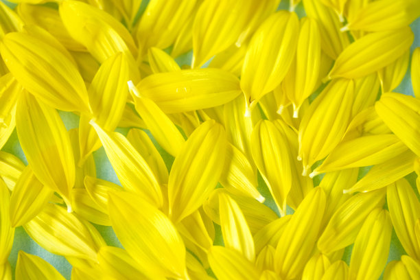 背景的向日葵花瓣图片下载