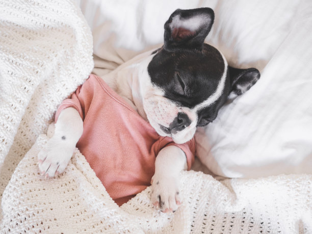 可爱的小狗躺在客厅的床上图片下载