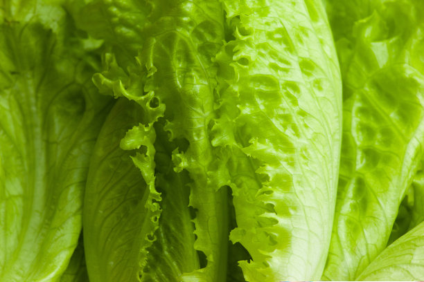 背景来自新鲜的绿色生菜叶子。生绿叶蔬菜。沙拉植物海报，日历，邮政，屏幕保护程序，壁纸，明信片，横幅，封面，网站。高质量照片图片下载