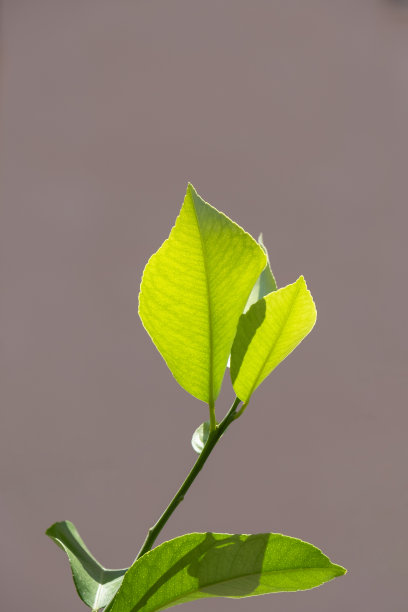 柠檬树的叶子。在背光下拍摄的照片。图片下载