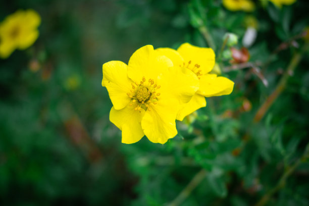 黄色的花图片下载