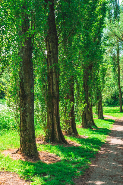 山毛榉林荫道上的绿色树叶在阳光下闪闪发光图片下载