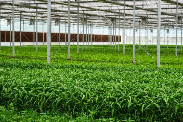 为健康种植的温室绿行图片下载
