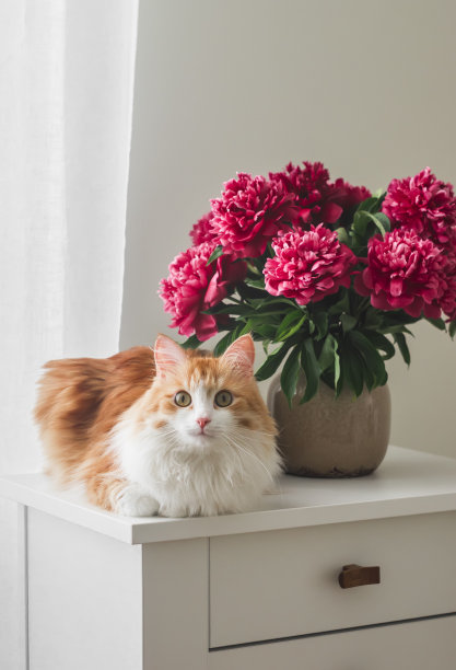 一只漂亮的红猫和一束红色的牡丹，放在一个白色的木制抽屉柜上的陶瓷花瓶里图片下载