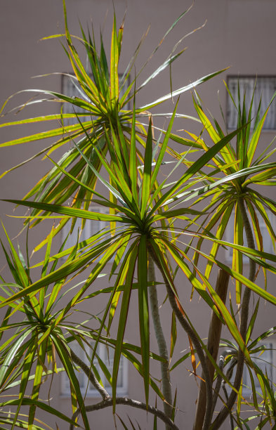 龙珠属植物。长在房子的阳台上。图片下载
