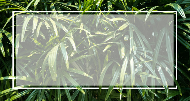 矩形框架白色和棕榈叶图片下载