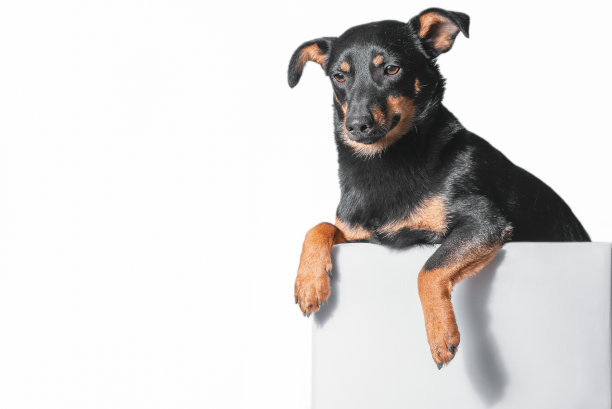 黑色和褐色的杂种狗的颜色看起来从一个灰色的盒子在白色的背景图片下载