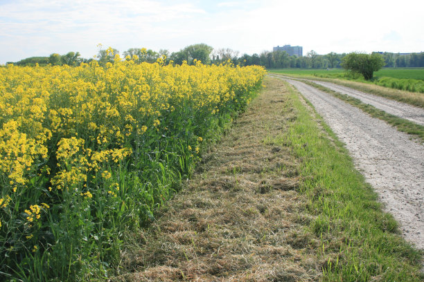 绿野间的路图片下载